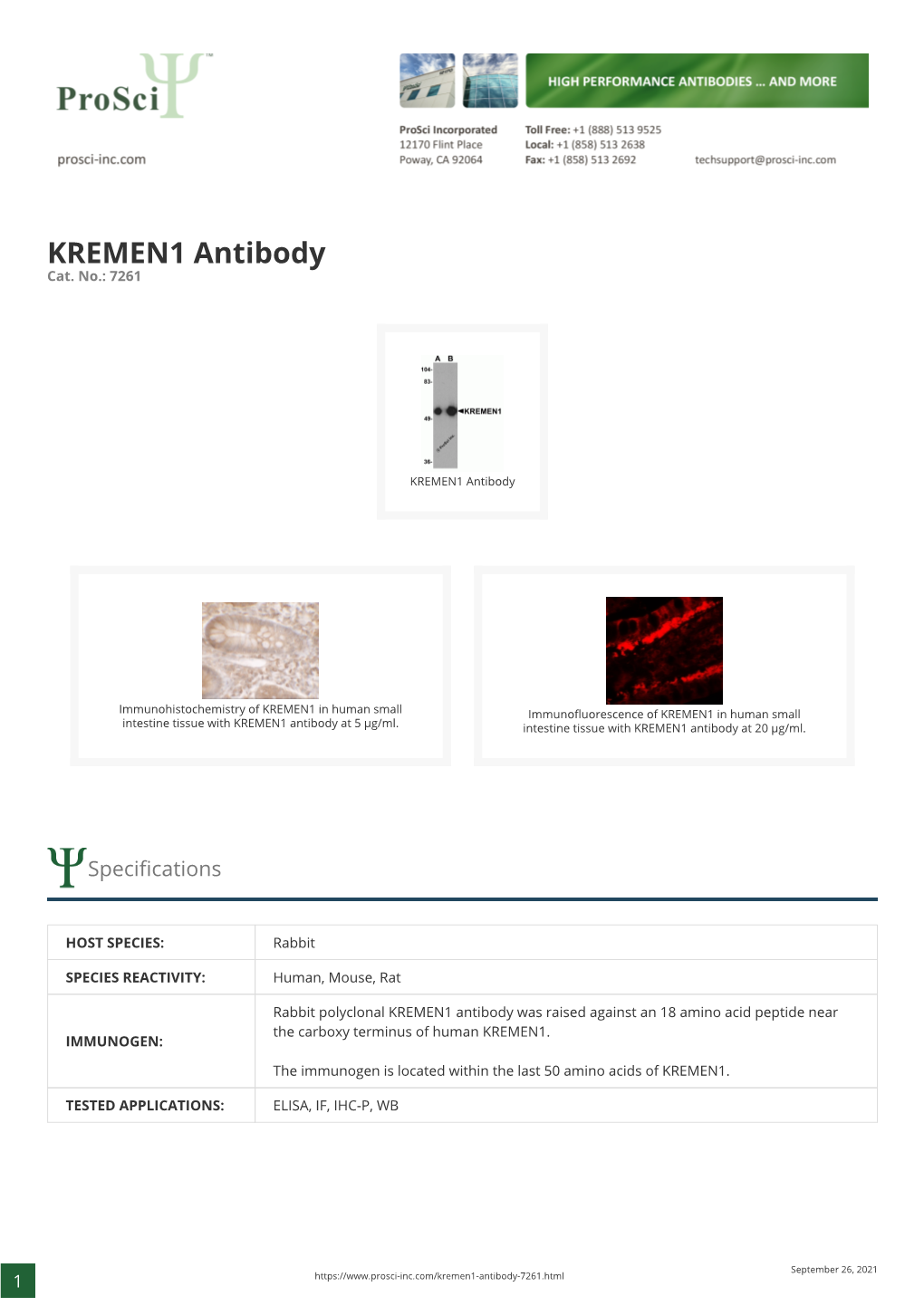 KREMEN1 Antibody Cat