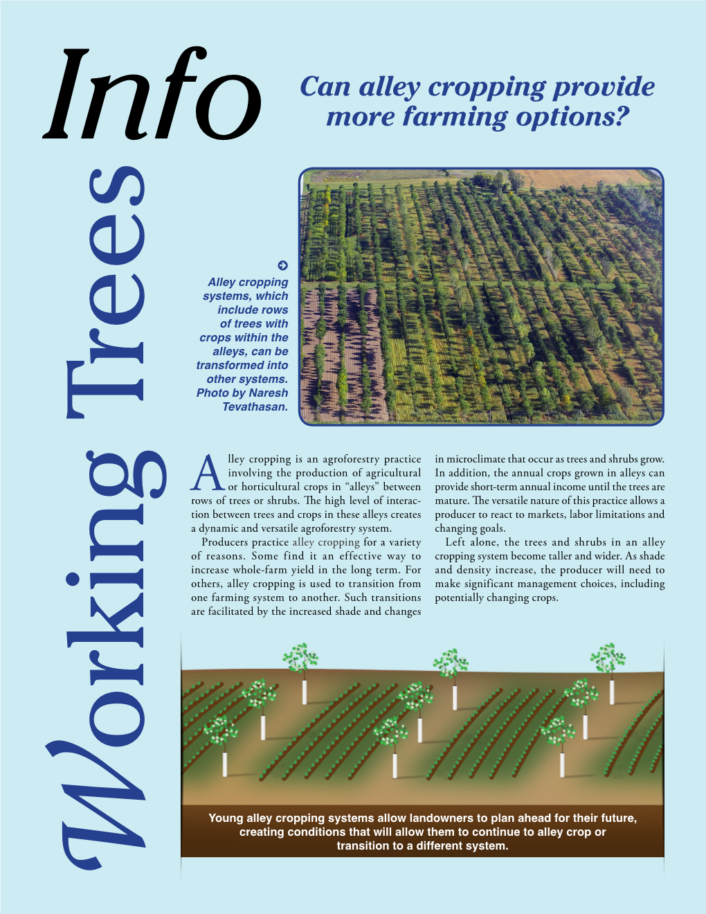 Can Alley Cropping Provide More Farming Options?