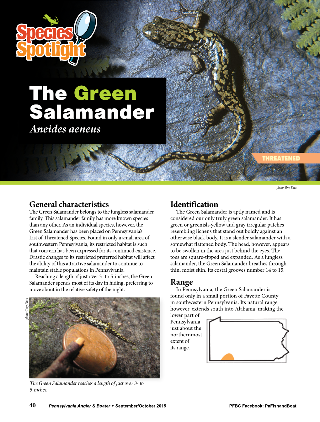 The Green Salamander Aneides Aeneus