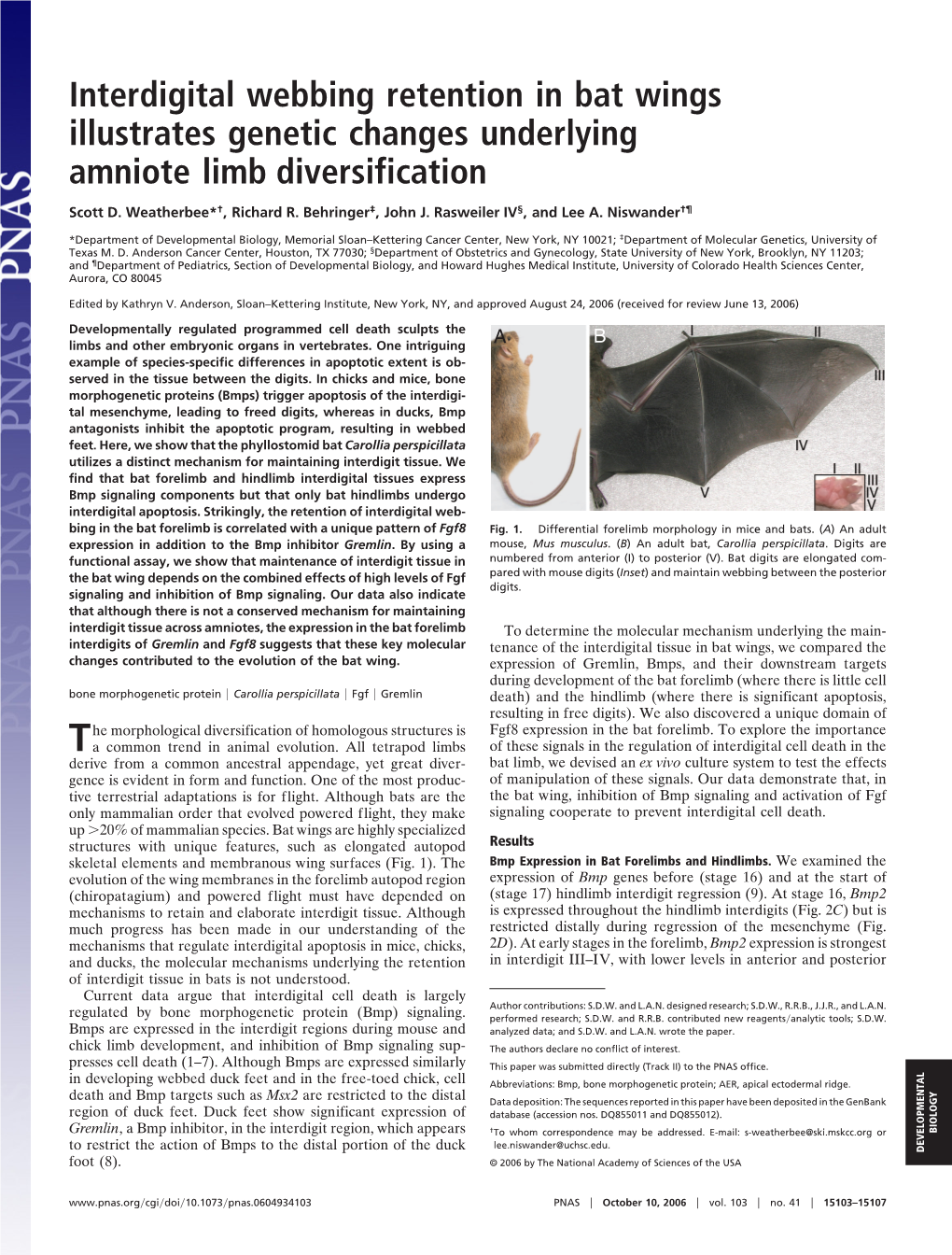 Interdigital Webbing Retention in Bat Wings Illustrates Genetic Changes Underlying Amniote Limb Diversification