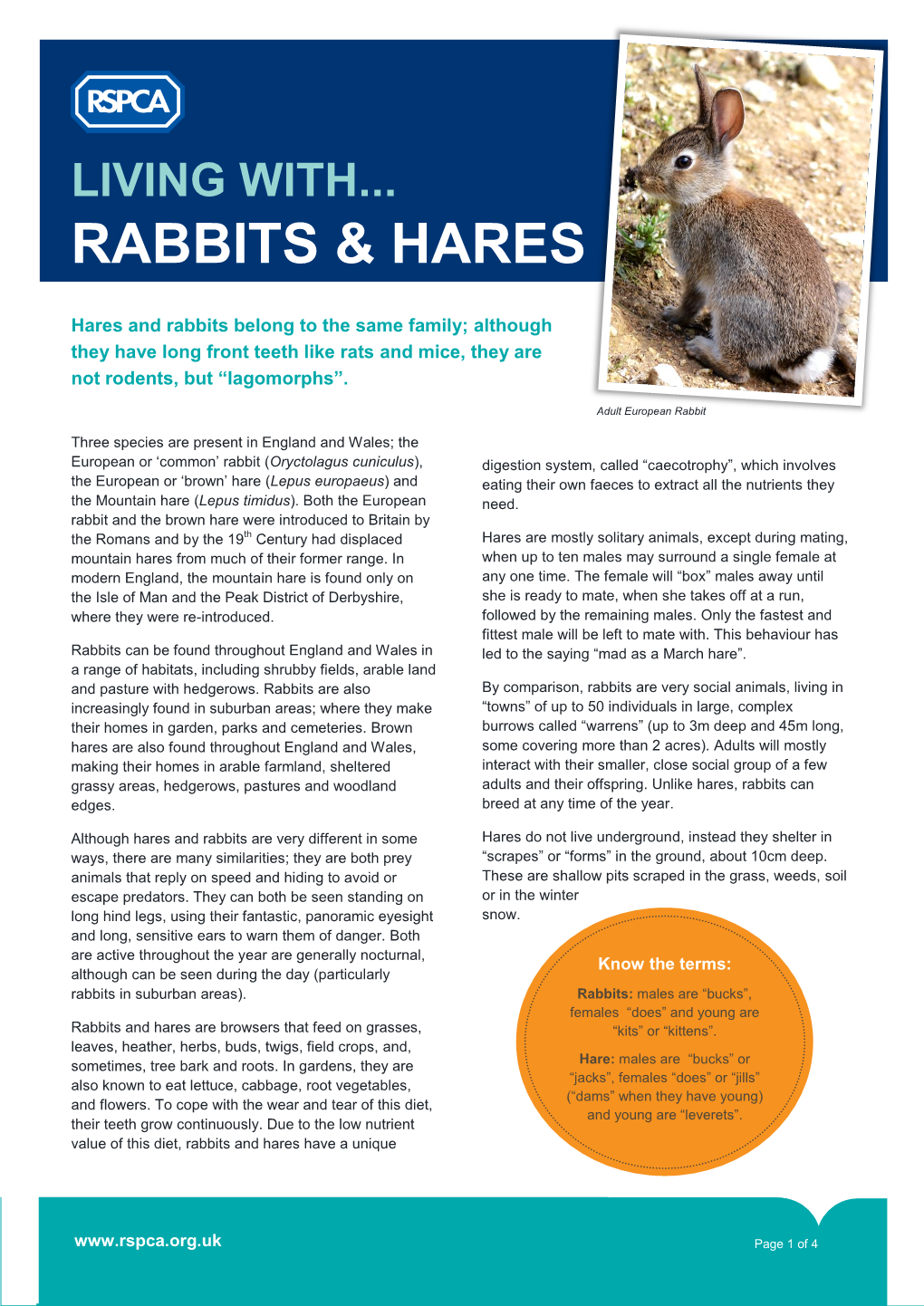 Rabbits & Hares