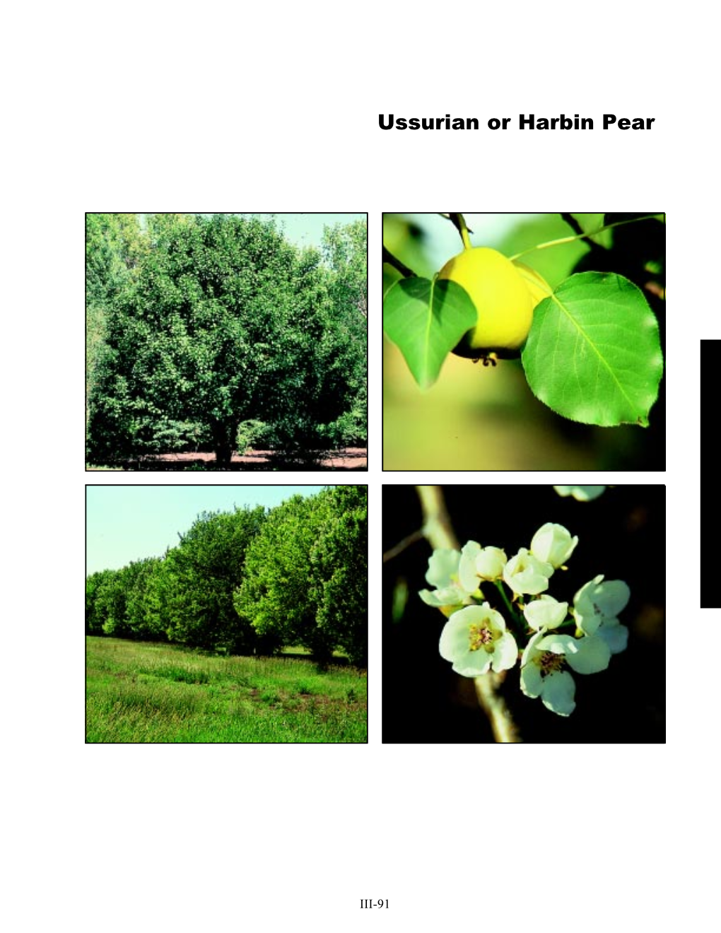 Ussurian Or Harbin Pear