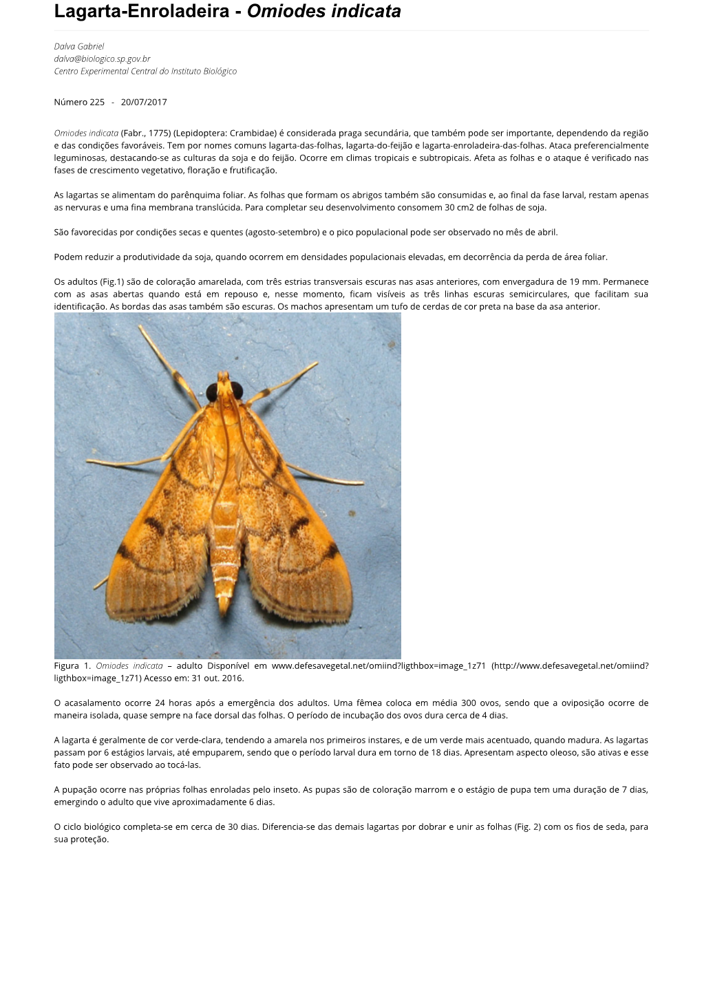 Lagarta-Enroladeira - Omiodes Indicata