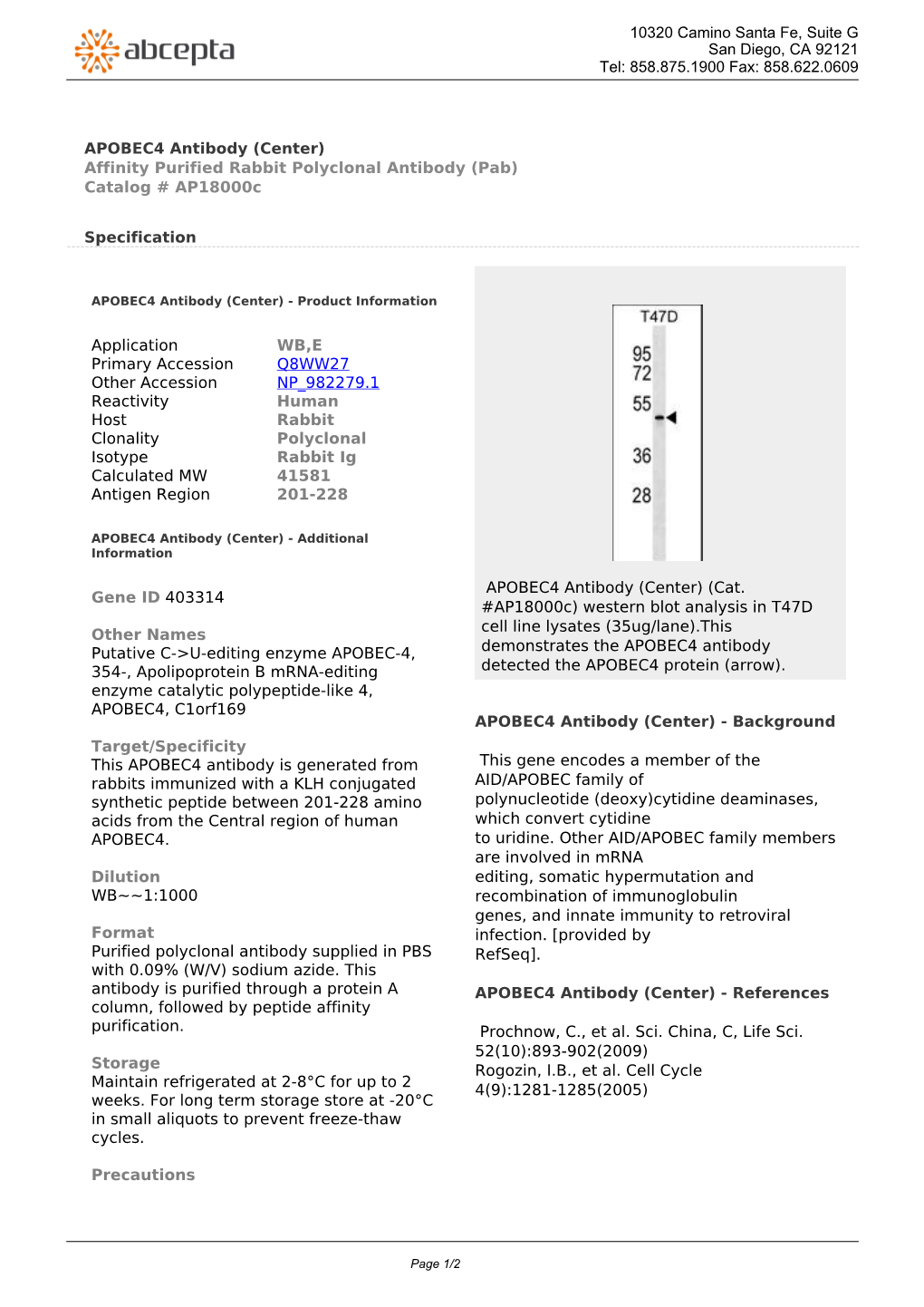 APOBEC4 Antibody (Center) Affinity Purified Rabbit Polyclonal Antibody (Pab) Catalog # Ap18000c