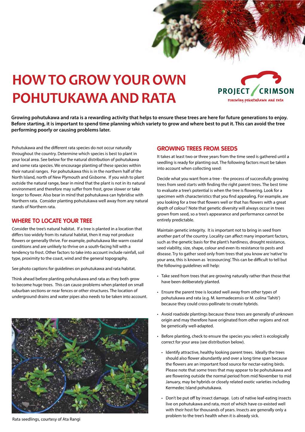 How to Grow Your Own Pohutukawa and Rata