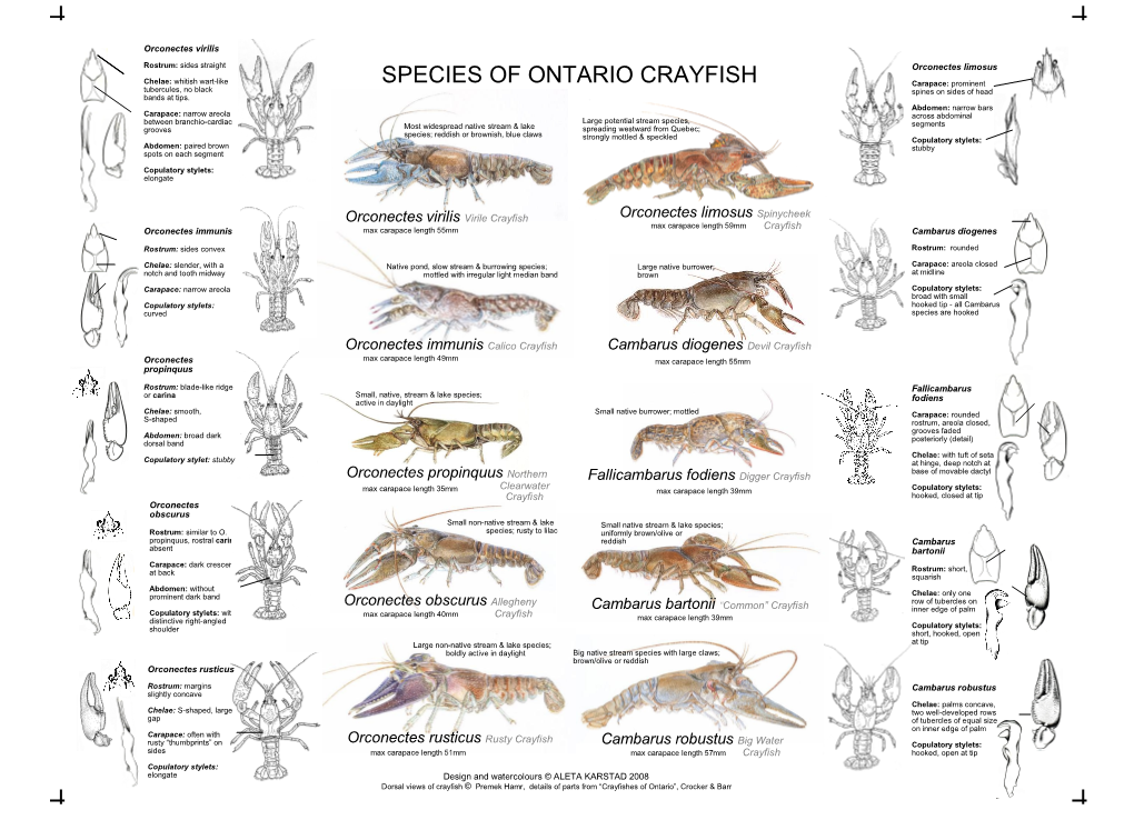 CRAYFISH Carapace: Prominent Tubercules, No Black Spines on Sides of Head Bands at Tips