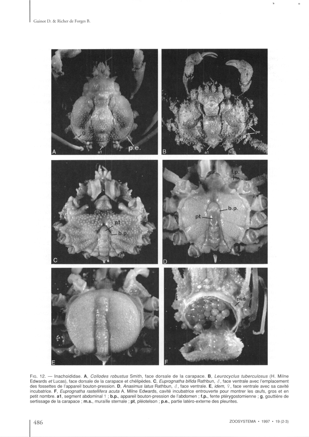 FIG. 12. — Inachoididae. A, Collodes Robustus Smith, Face Dorsale De La Carapace