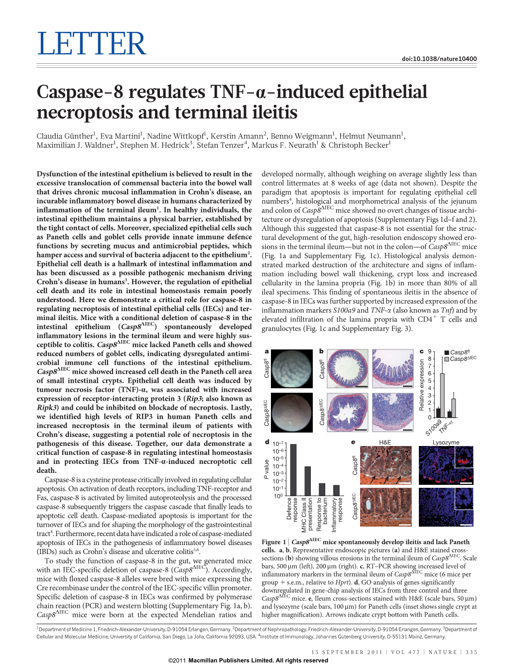 Caspase-8 Regulates TNF-Α-Induced Epithelial Necroptosis and Terminal