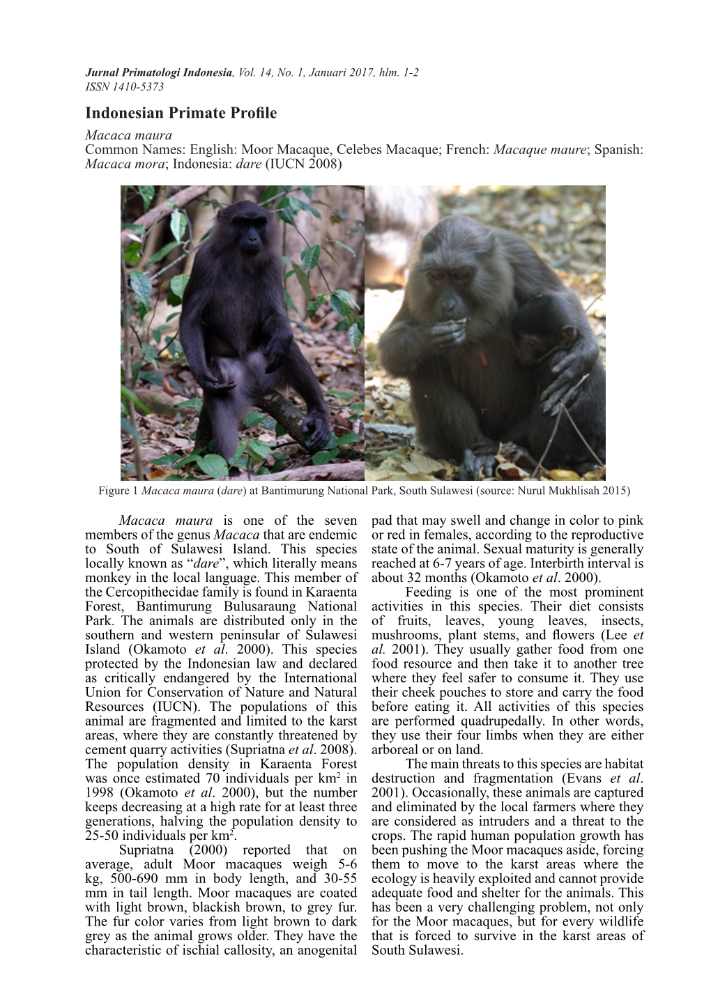 Indonesian Primate Profile Macaca Maura Common Names: English: Moor Macaque, Celebes Macaque; French: Macaque Maure; Spanish: Macaca Mora; Indonesia: Dare (IUCN 2008)
