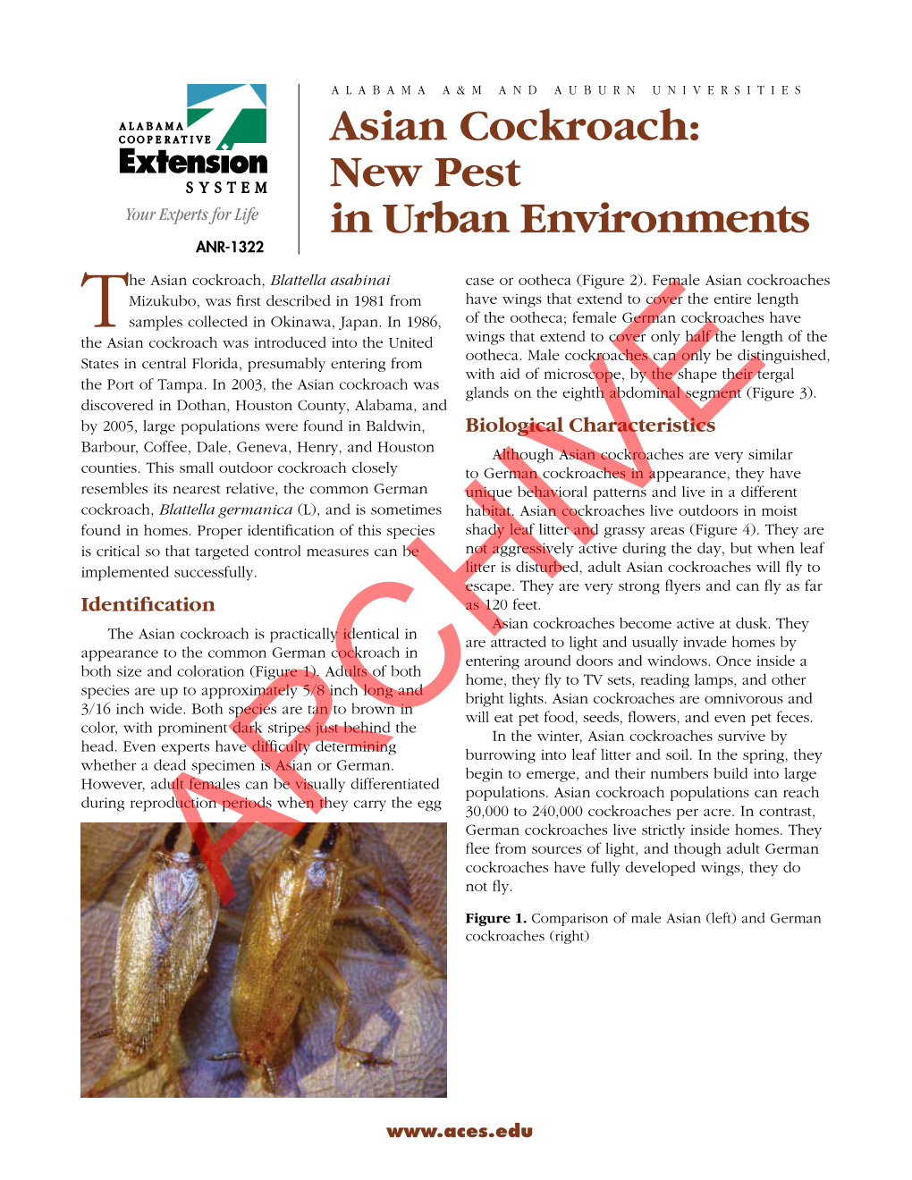 Asian Cockroach: New Pest in Urban Environments ANR-1322