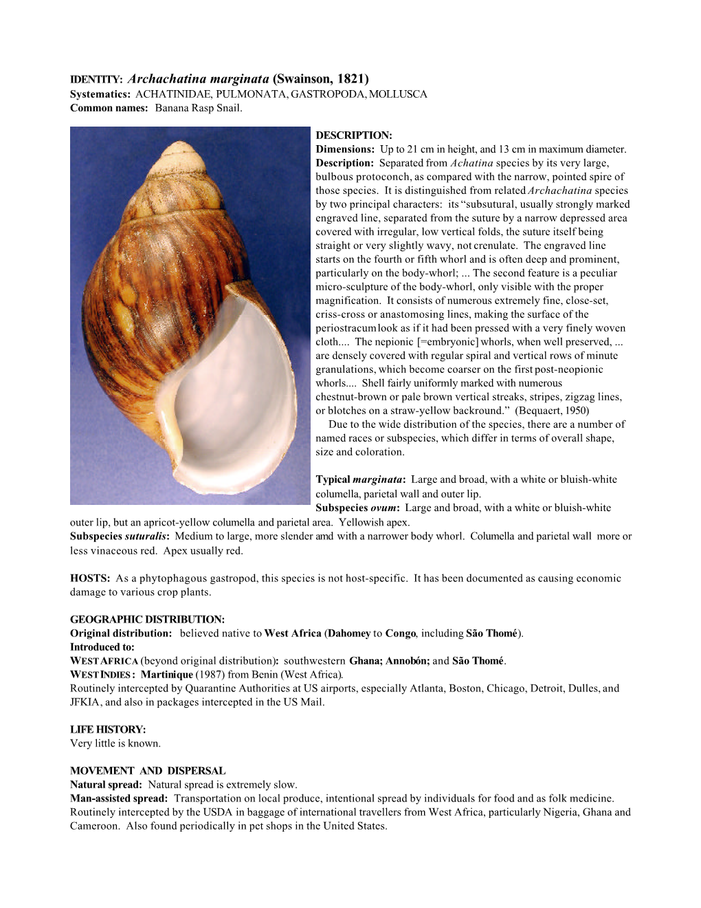 Archachatina Marginata (Swainson, 1821) Systematics: ACHATINIDAE, PULMONATA, GASTROPODA, MOLLUSCA Common Names: Banana Rasp Snail