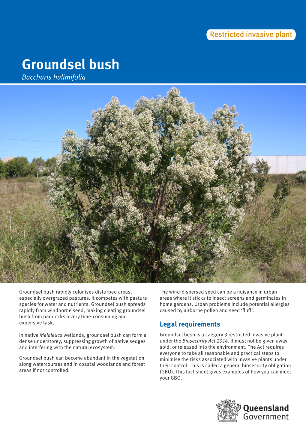 Groundsel Bush (Baccharis Halimifolia)