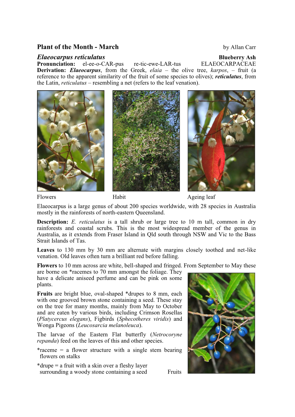 Elaeocarpus Reticulatus