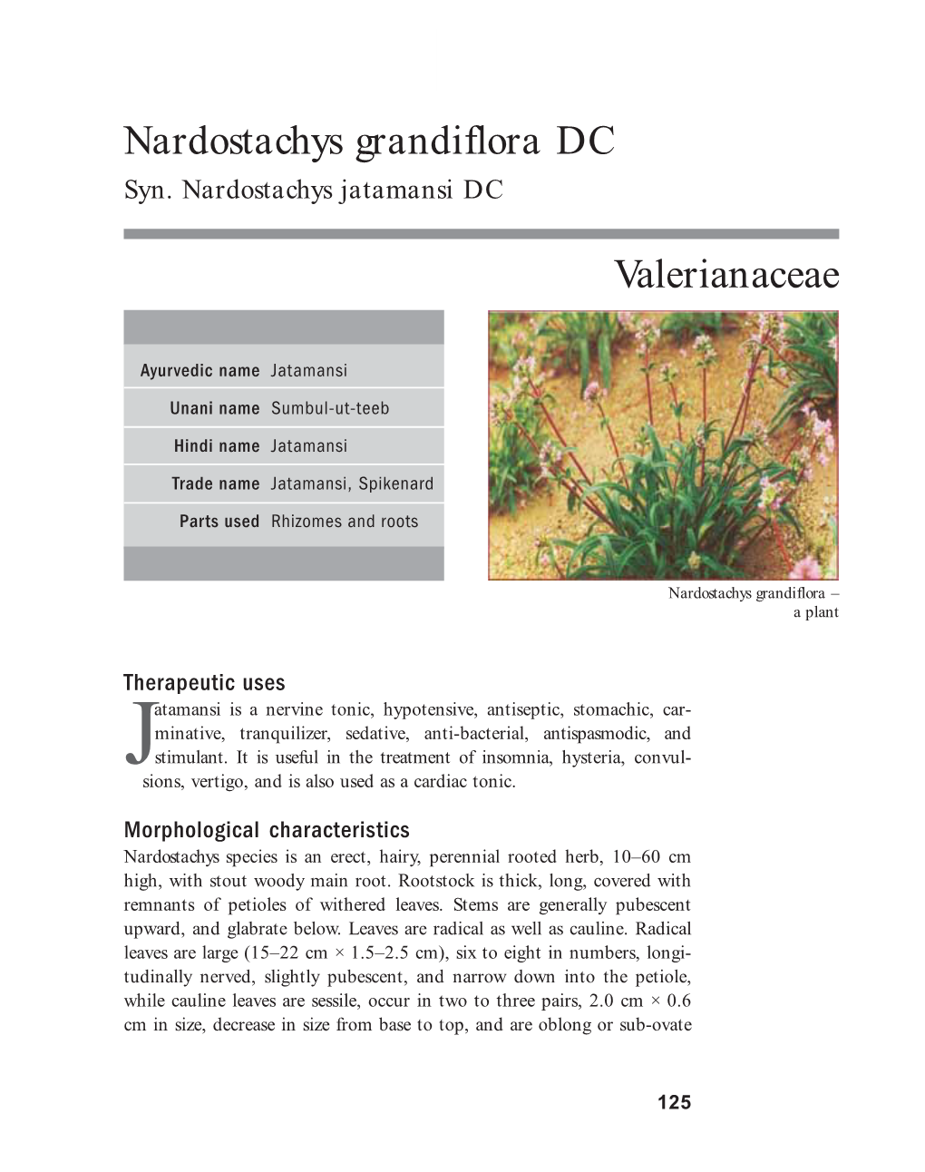 Syn. Nardostachys Jatamansi DC