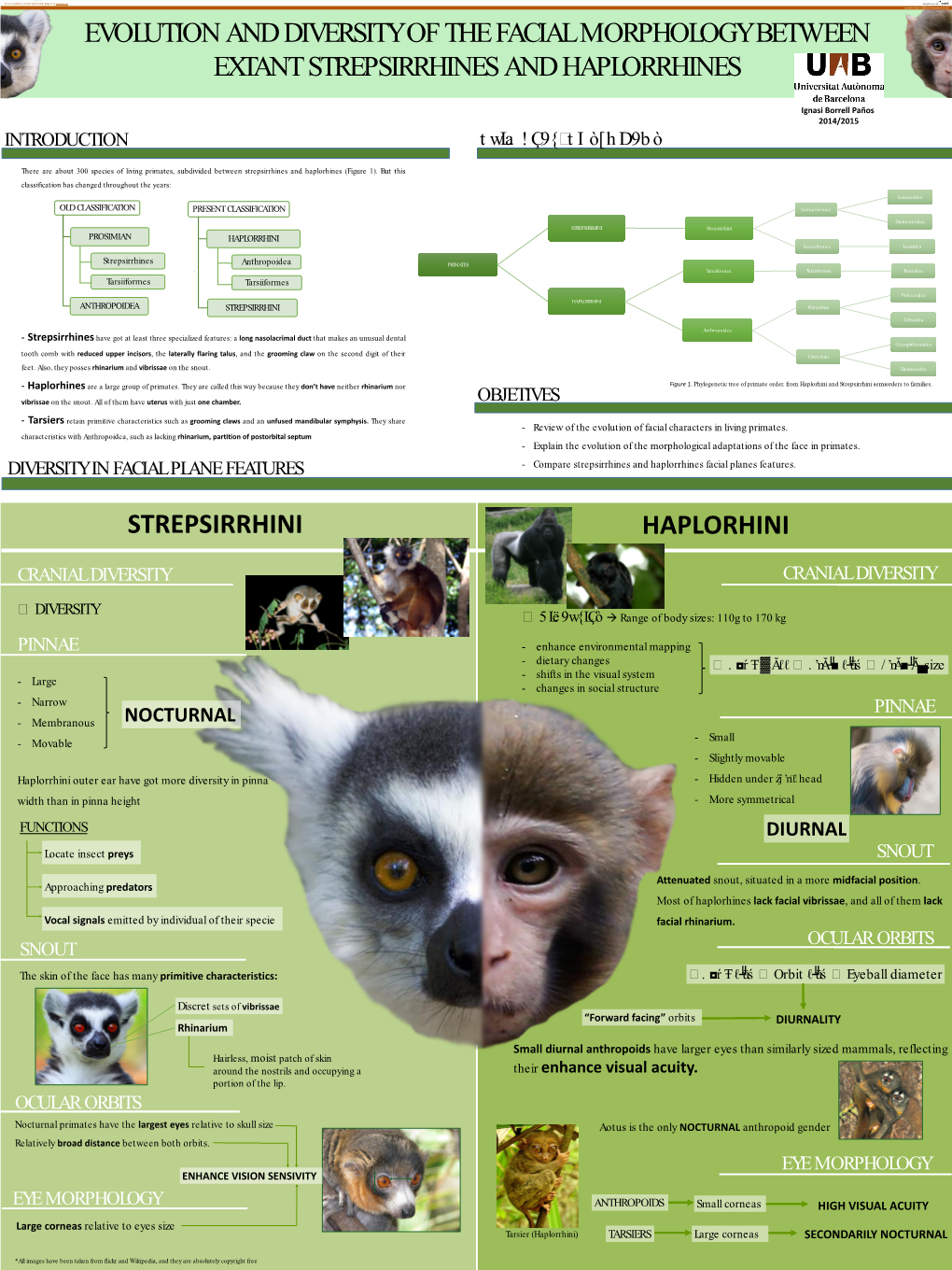 Evolution and Diversity of the Facial Morphology Between Strepsirrhines