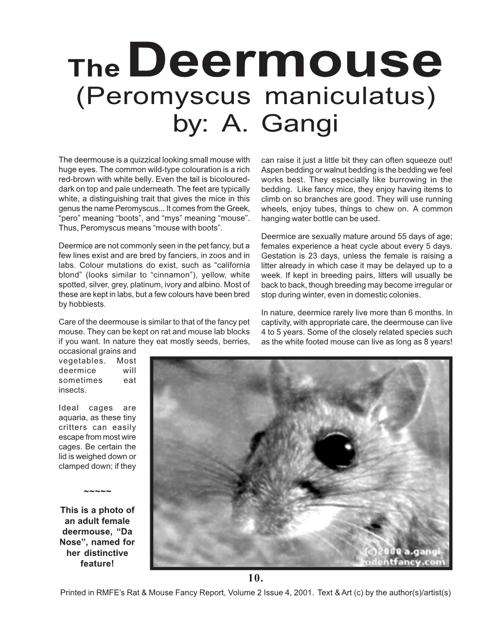 The Deermouse (Peromyscus Maniculatus) By: A. Gangi