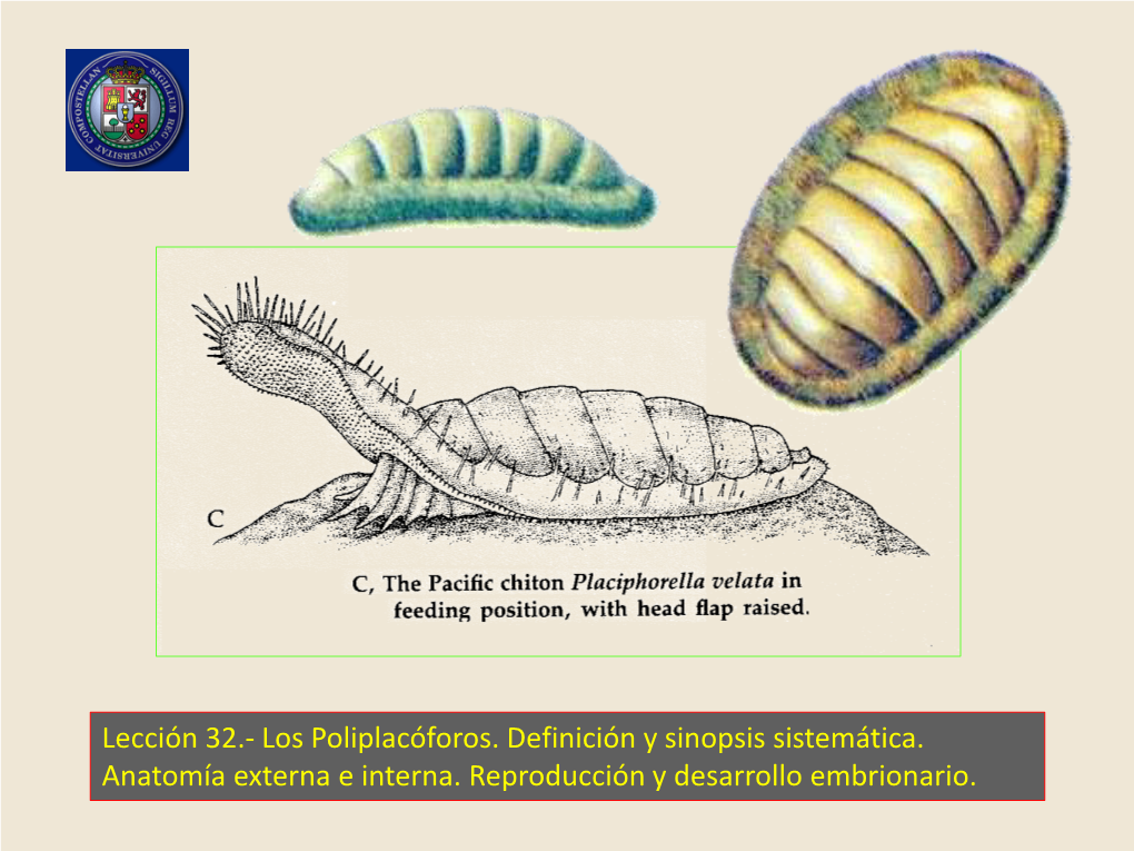 Leccion 33 Los Poliplacoforos