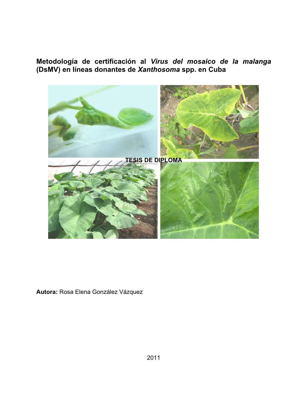 Origen Y Distribución Del Cultivo