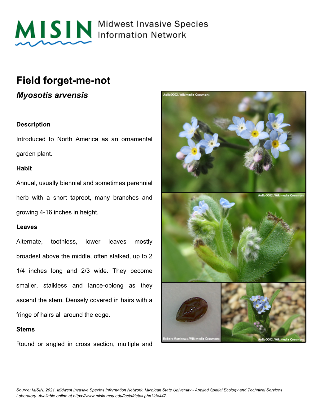 Field Forget-Me-Not Myosotis Arvensis