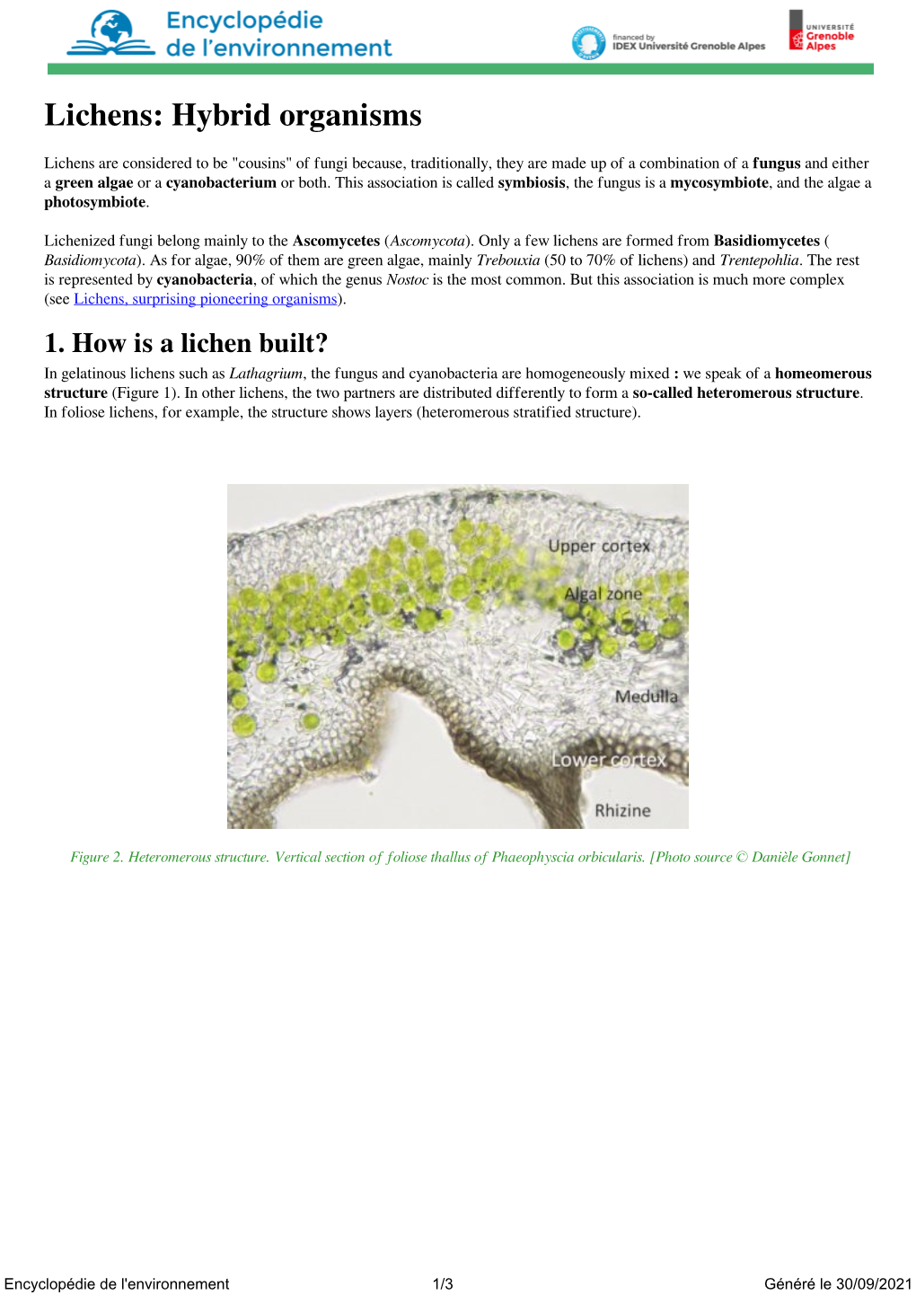 Lichens: Hybrid Organisms