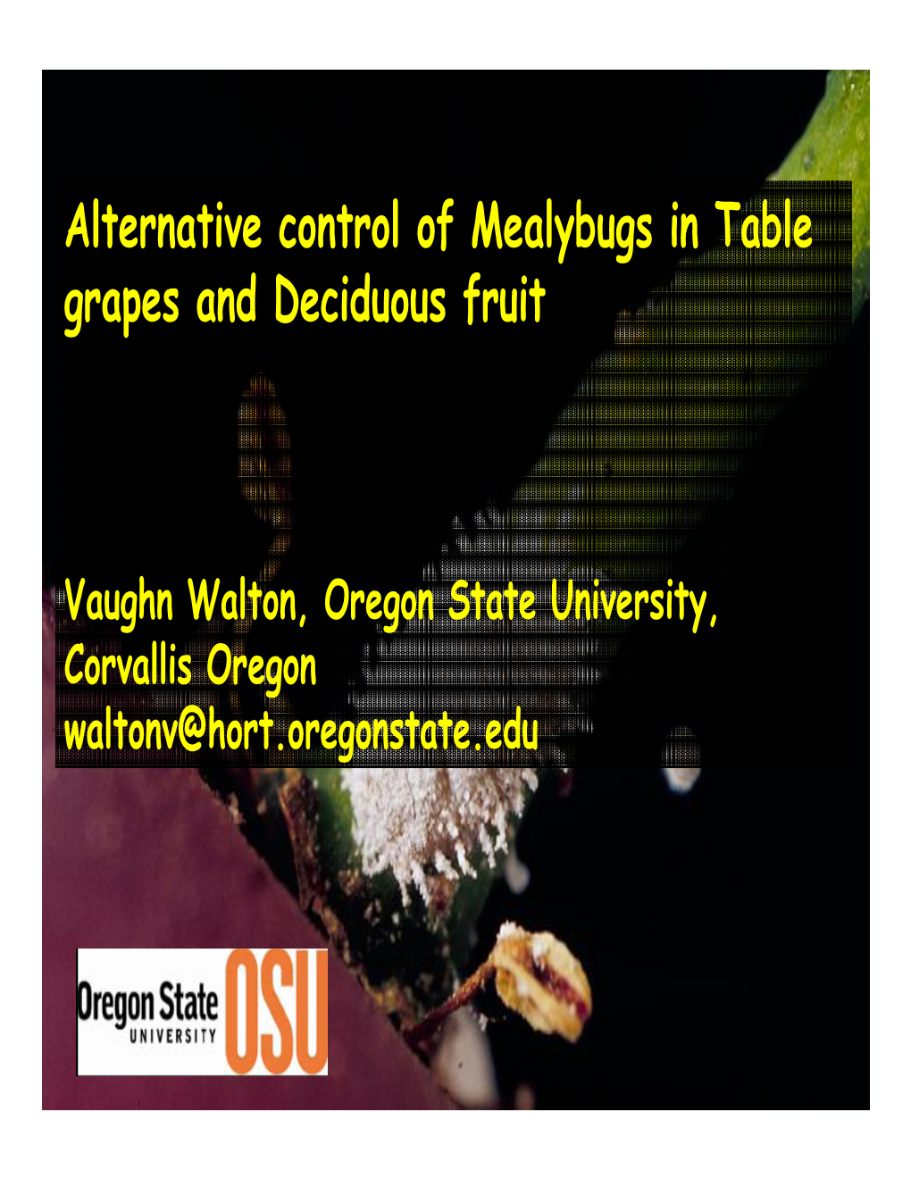 Alternative Control of Mealybugs in Table Grapes and Deciduous Fruit