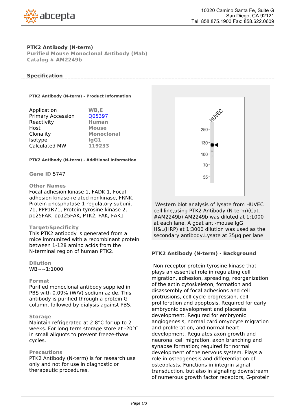 PTK2 Antibody (N-Term) Purified Mouse Monoclonal Antibody (Mab) Catalog # Am2249b