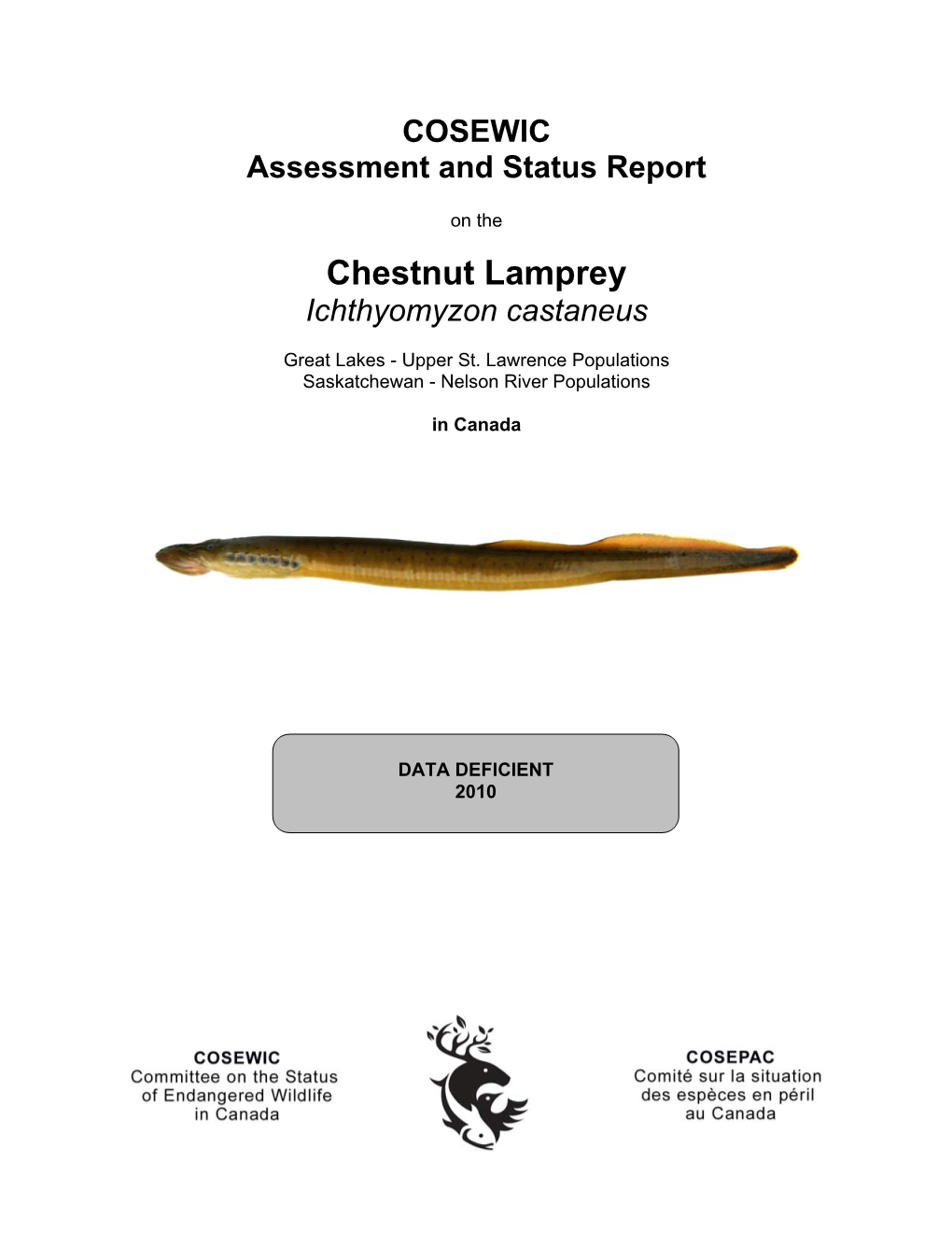 Chestnut Lamprey Ichthyomyzon Castaneus