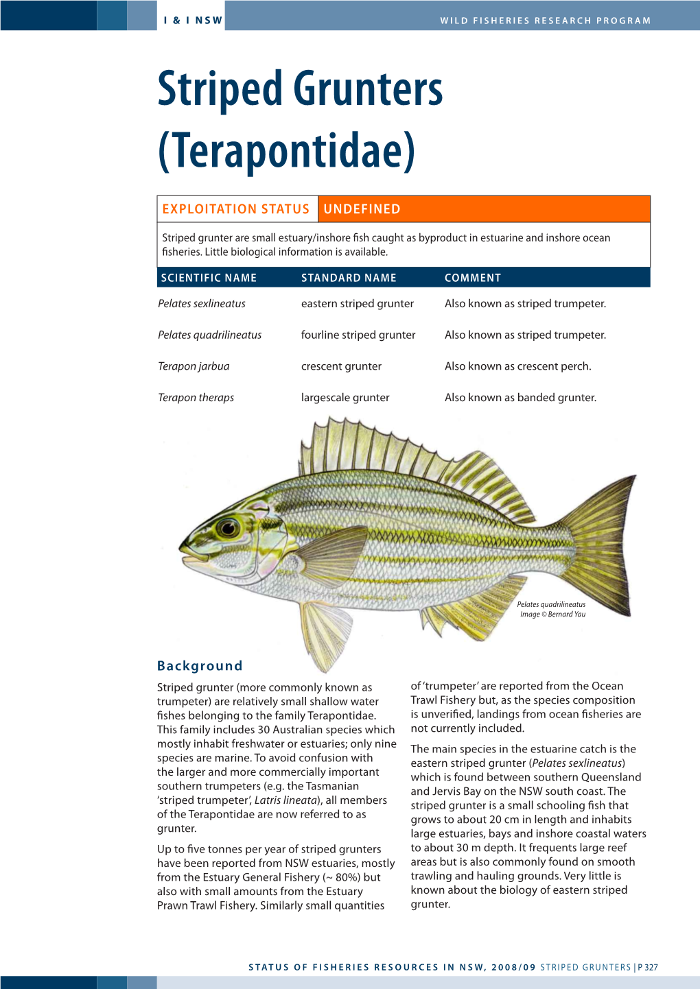 Striped Grunters (Terapontidae)