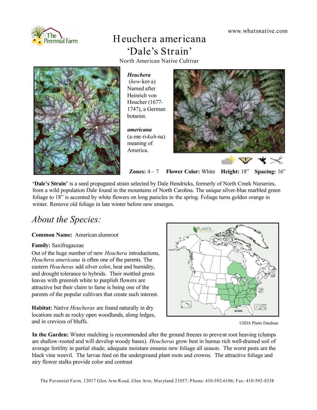 Heuchera Americana ‘Dale’S Strain’ North American Native Cultivar