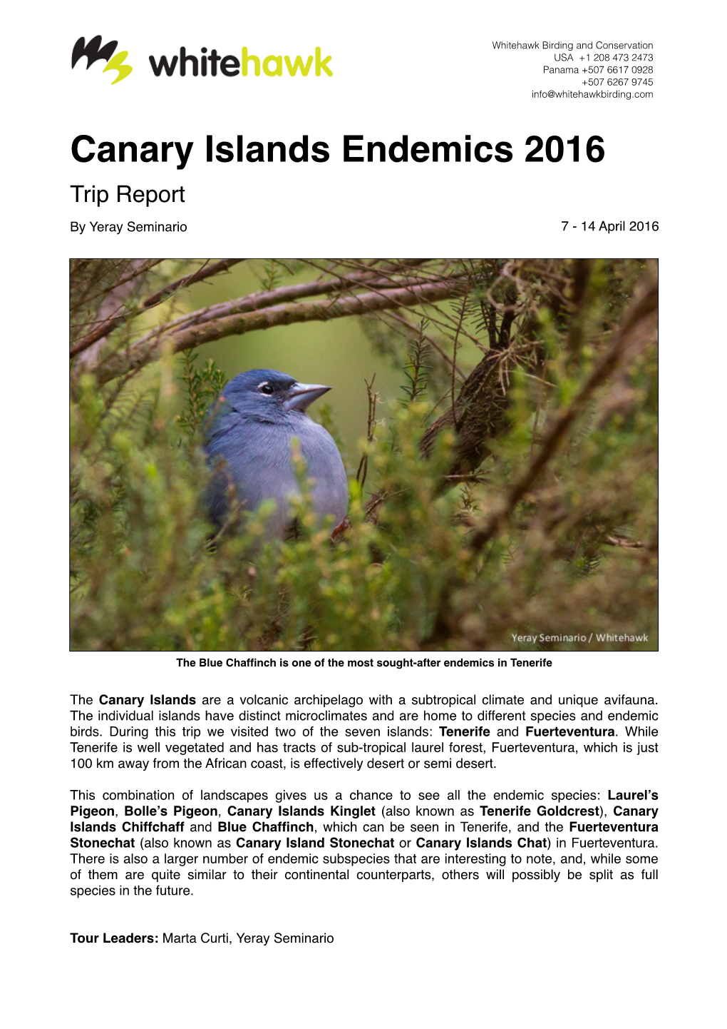 Canary Islands Endemics 2016 Trip Report