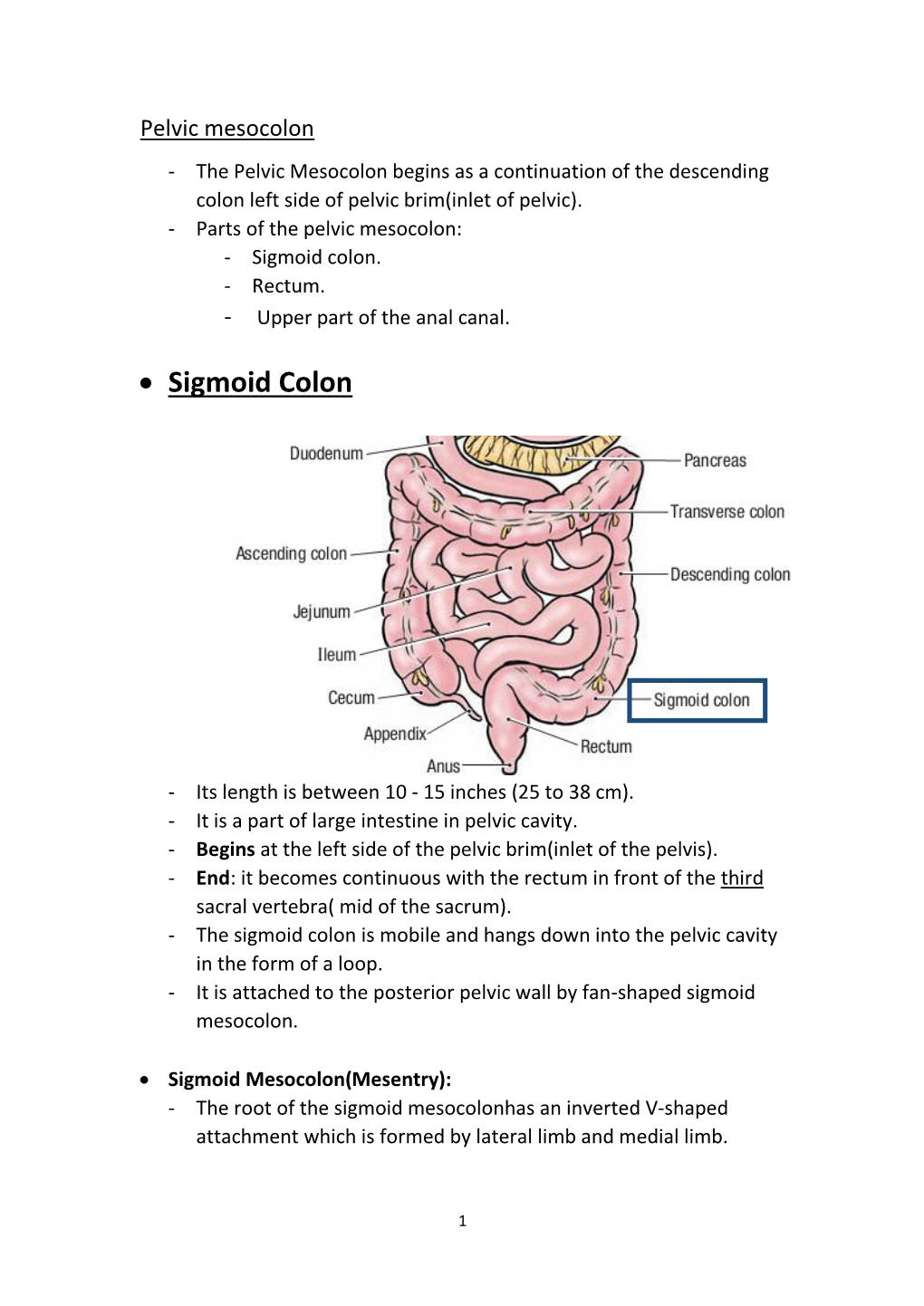 • Sigmoid Colon