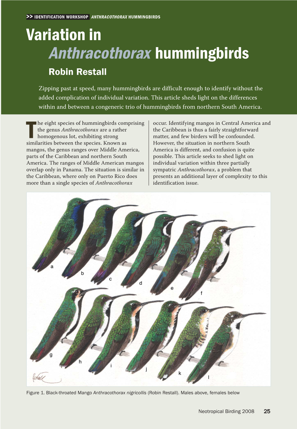 Variation in Anthracothorax Hummingbirds Robin Restall