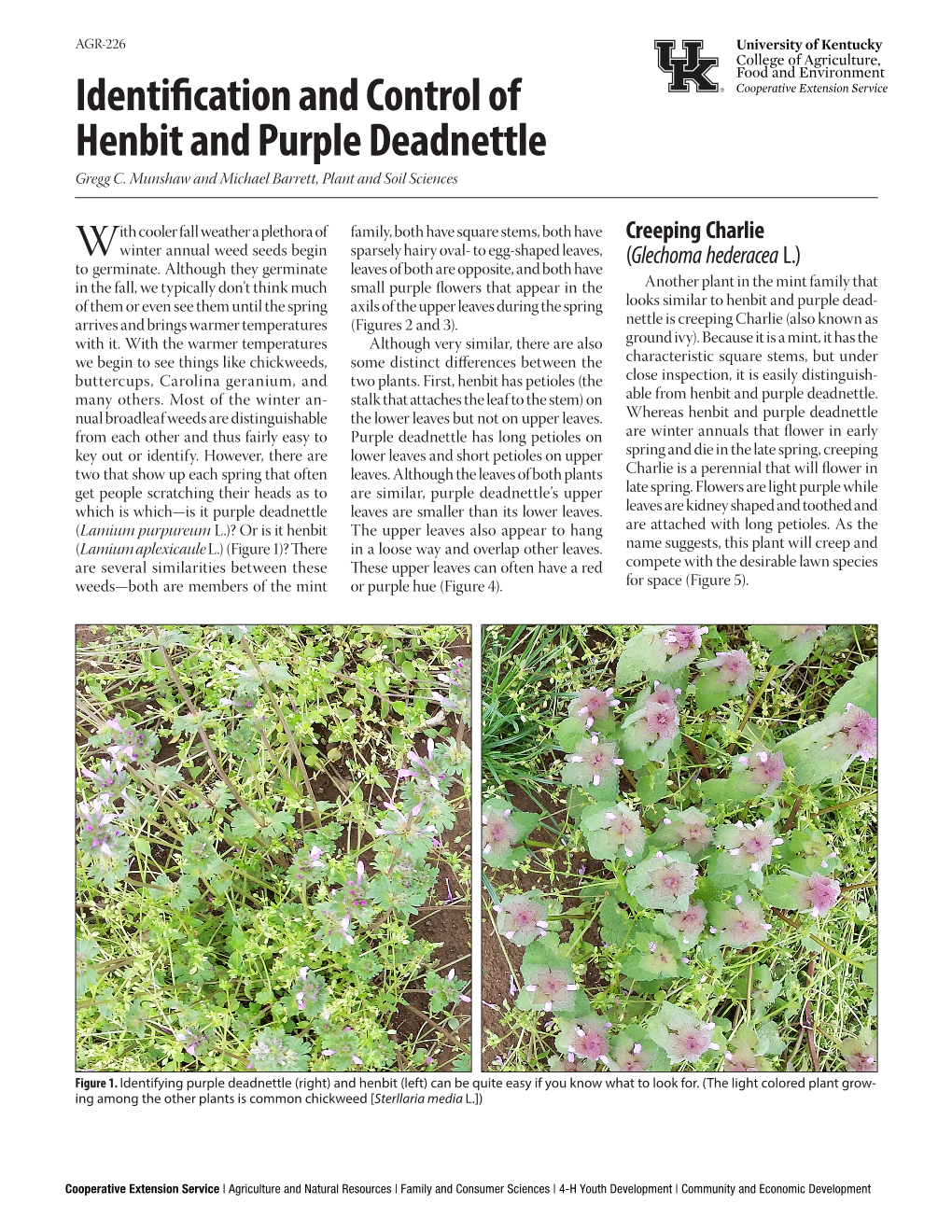 Identification and Control of Henbit and Purple Deadnettle