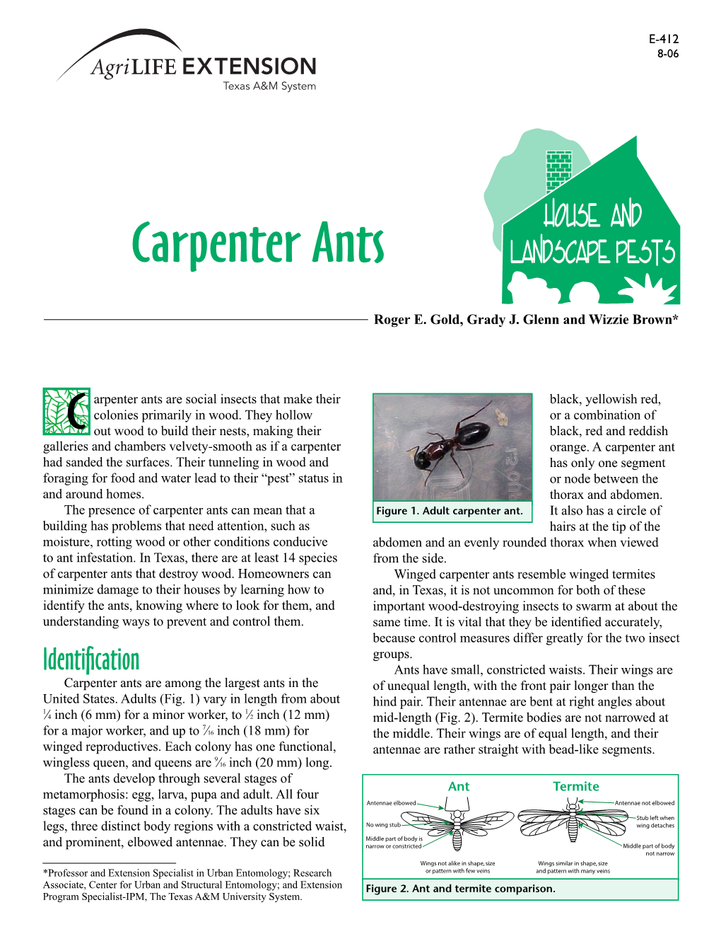 Carpenter Ants