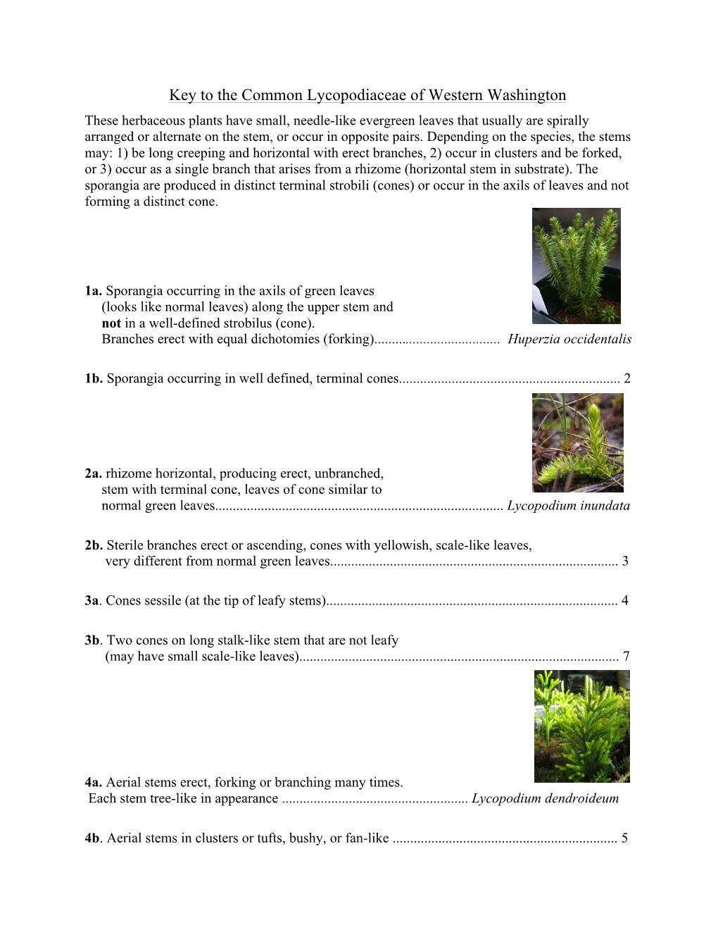 Lycopodiaceae of WWA