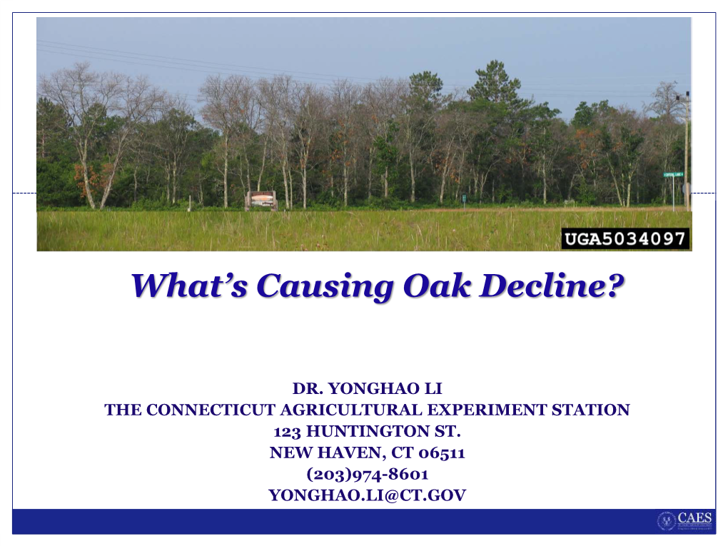 What Is Causing Oak Decline