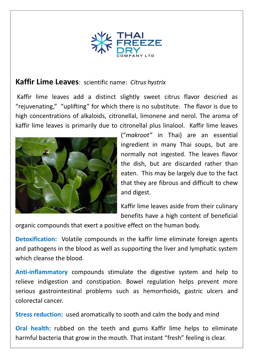 Kaffir Lime Leaves: Scientific Name: Citrus Hystrix