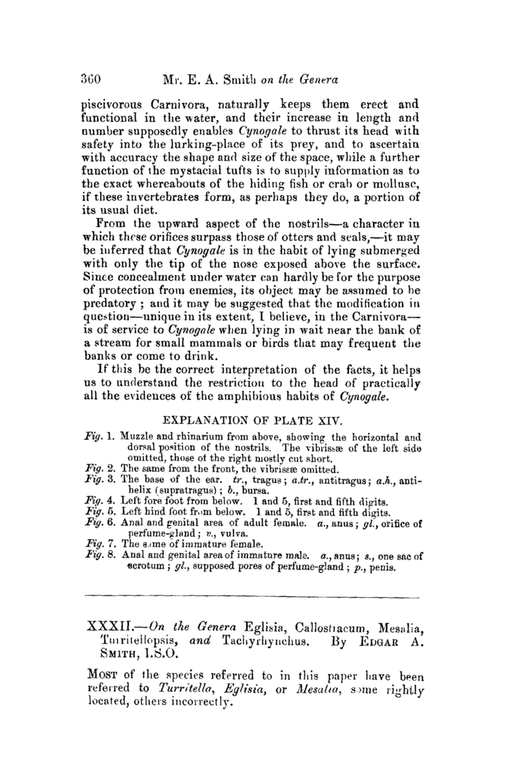 SMITH, I.S.O. MOST of the Species Referred to in This Paper Have Been Refevl'ed to Turritella, Egllsia, Or Mes~D~A, S)Me Rightly Located~ Others Incorrectly