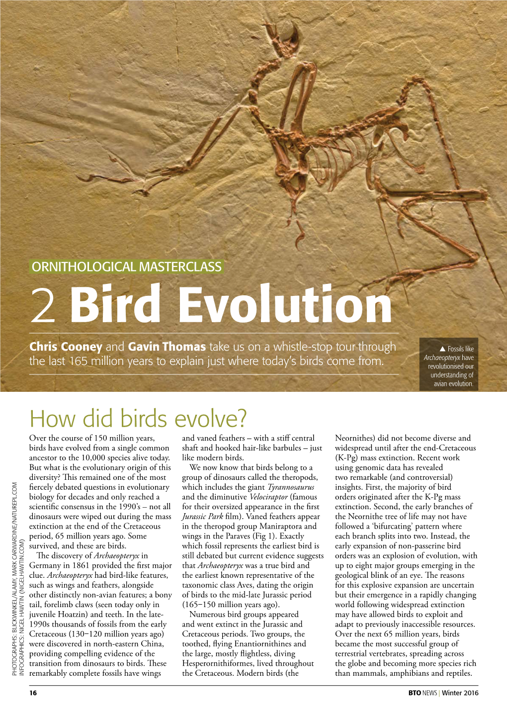 ORNITHOLOGICAL MASTERCLASS 2 Bird Evolution