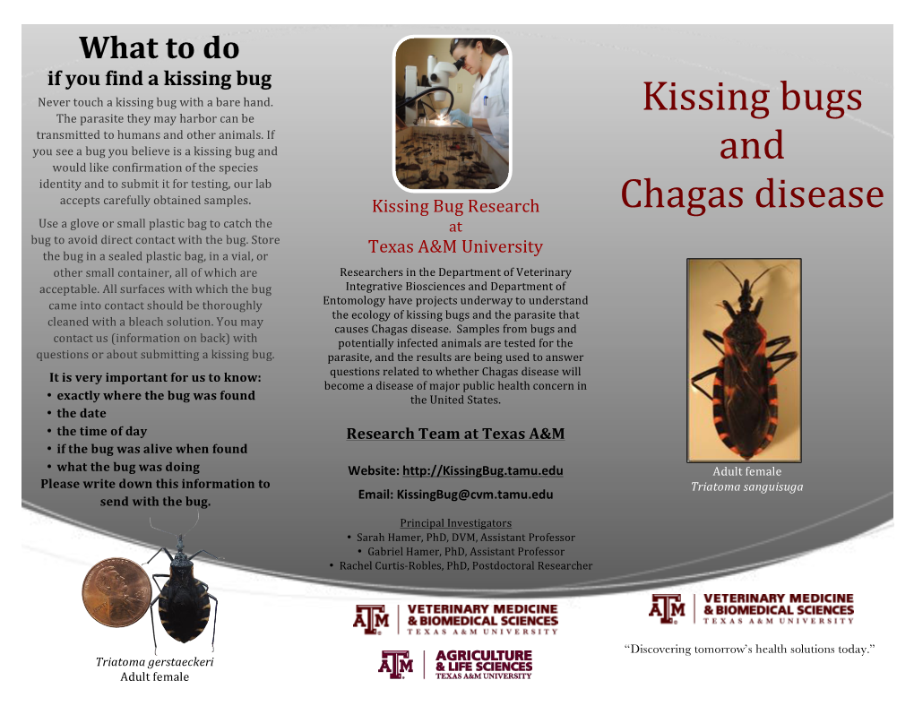 What to Do If You Find a Kissing Bug Never Touch a Kissing Bug with a Bare Hand