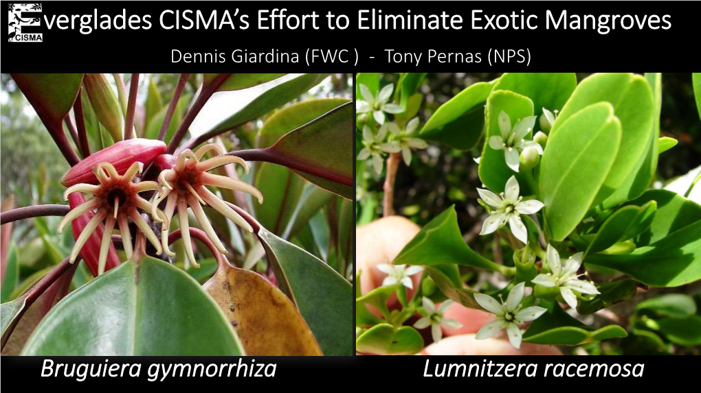 Everglades CISMA's Effort to Eliminate Exotic Mangroves