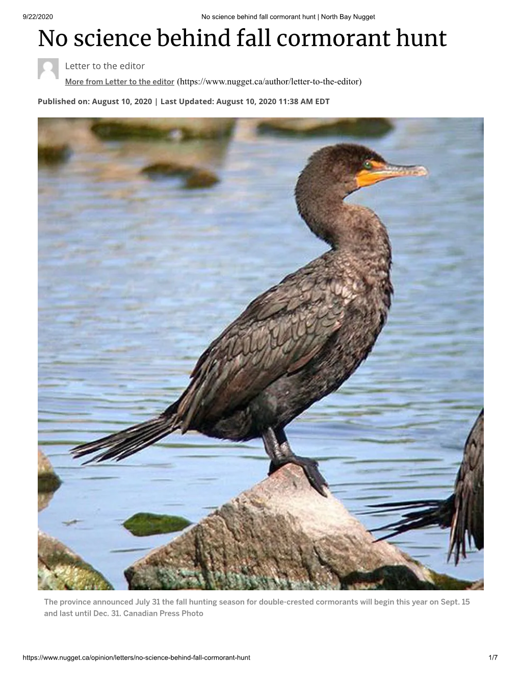 No Science Behind Fall Cormorant Hunt | North Bay Nugget No Science Behind Fall Cormorant Hunt