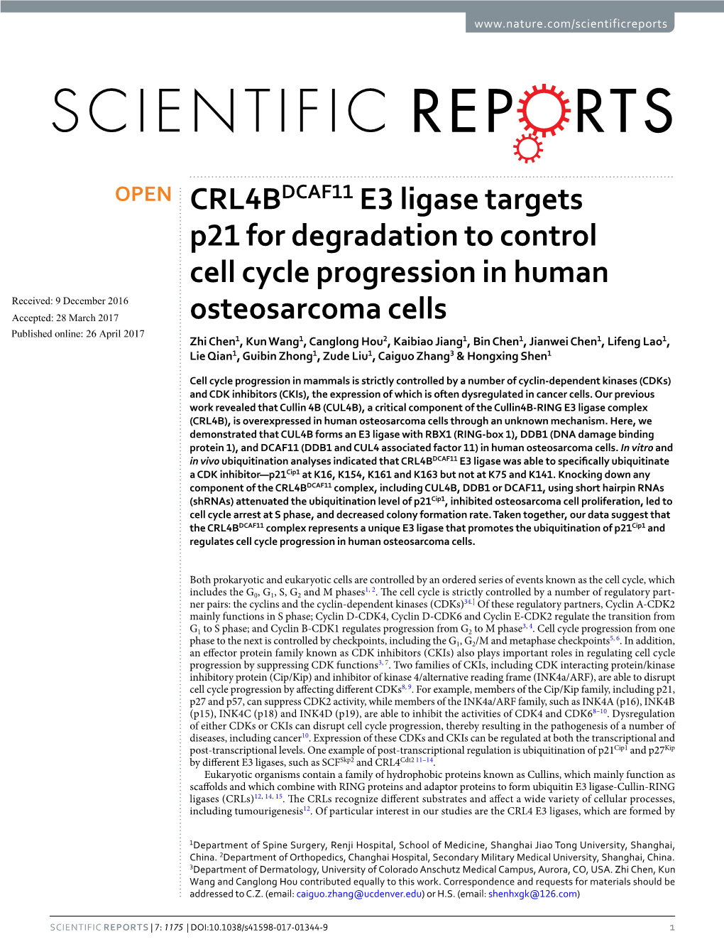 CRL4BDCAF11 E3 Ligase Targets P21 for Degradation to Control Cell Cycle