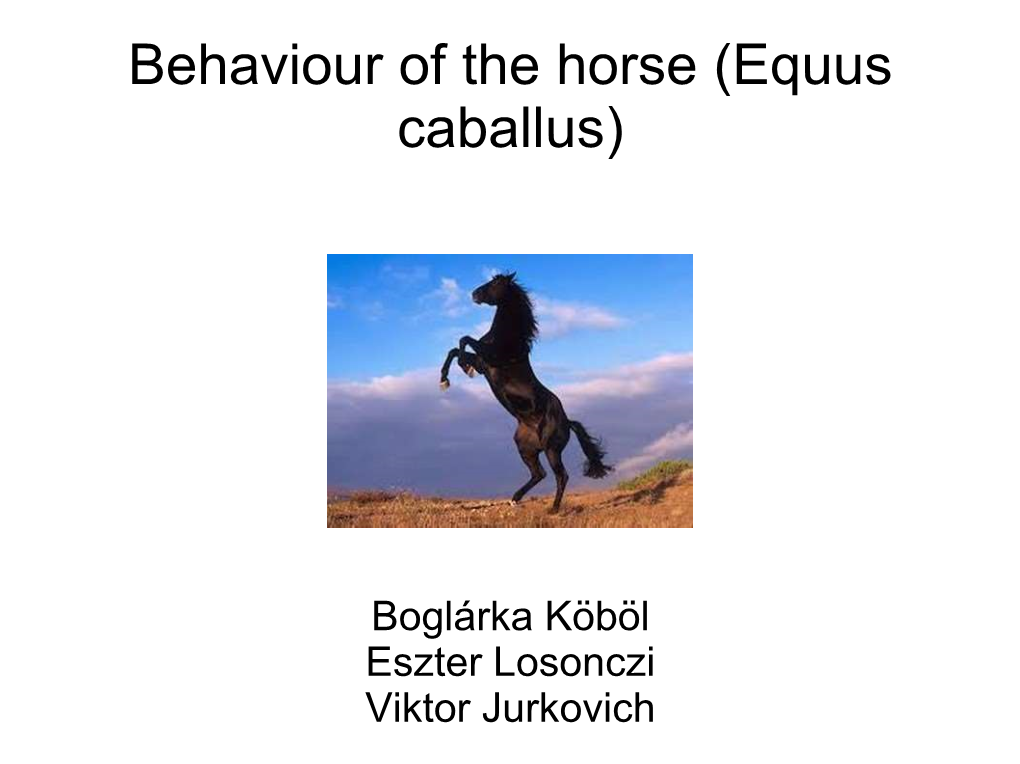 Behaviour of the Horse (Equus Caballus)