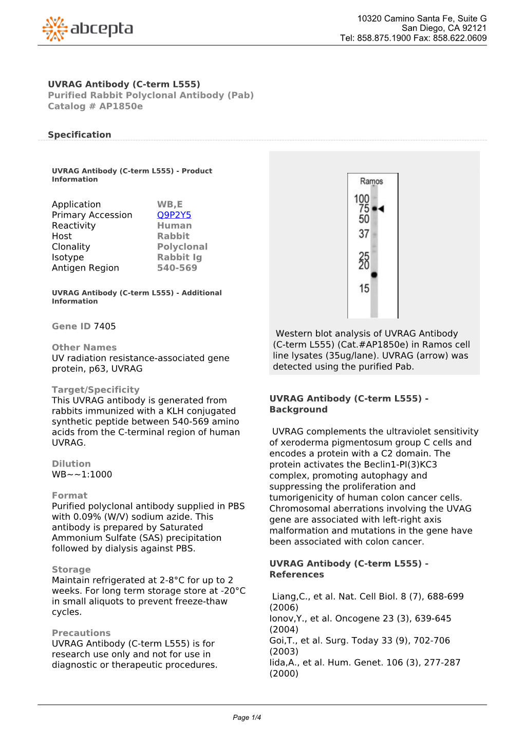 UVRAG Antibody (C-Term L555) Purified Rabbit Polyclonal Antibody (Pab) Catalog # Ap1850e