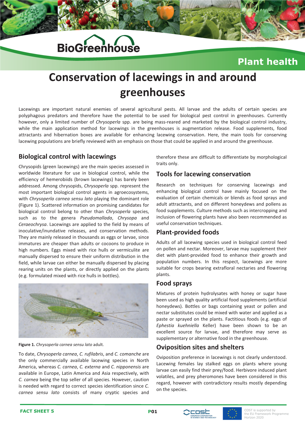 Factsheet 05 Conservation of Lacewings.Indd