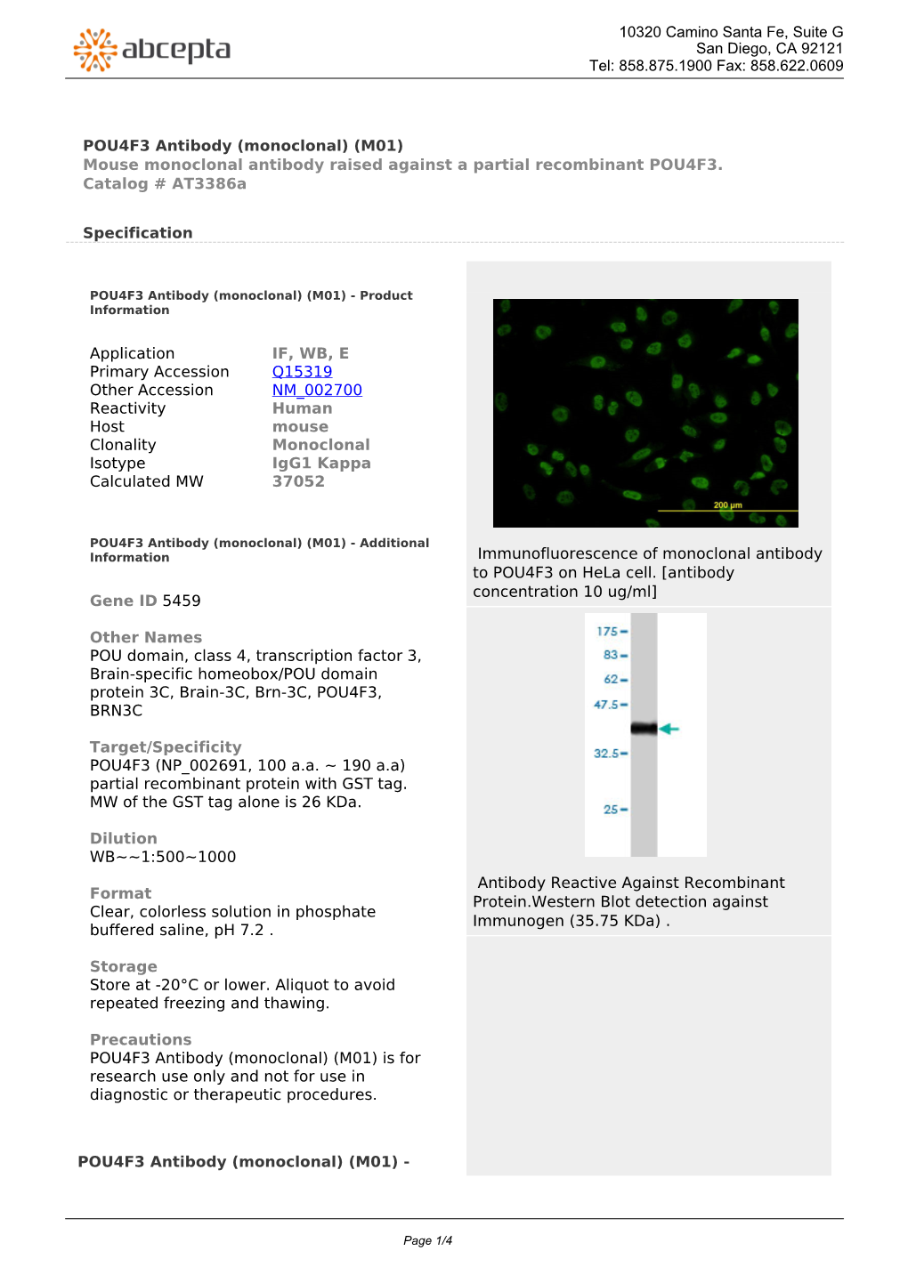 POU4F3 Antibody (Monoclonal) (M01) Mouse Monoclonal Antibody Raised Against a Partial Recombinant POU4F3