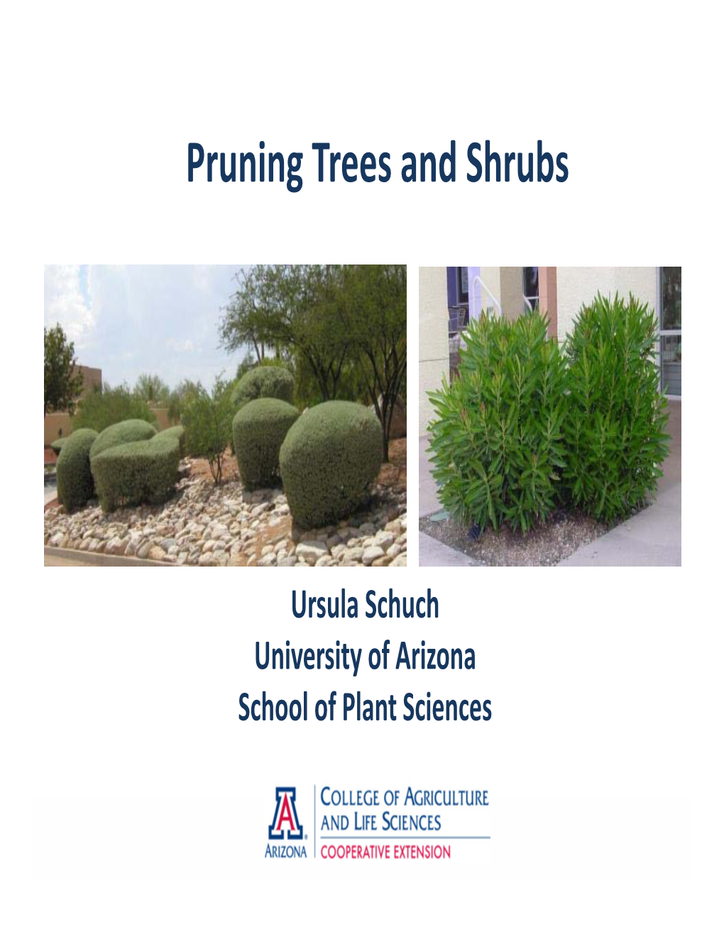 Pruning Trees and Shrubs