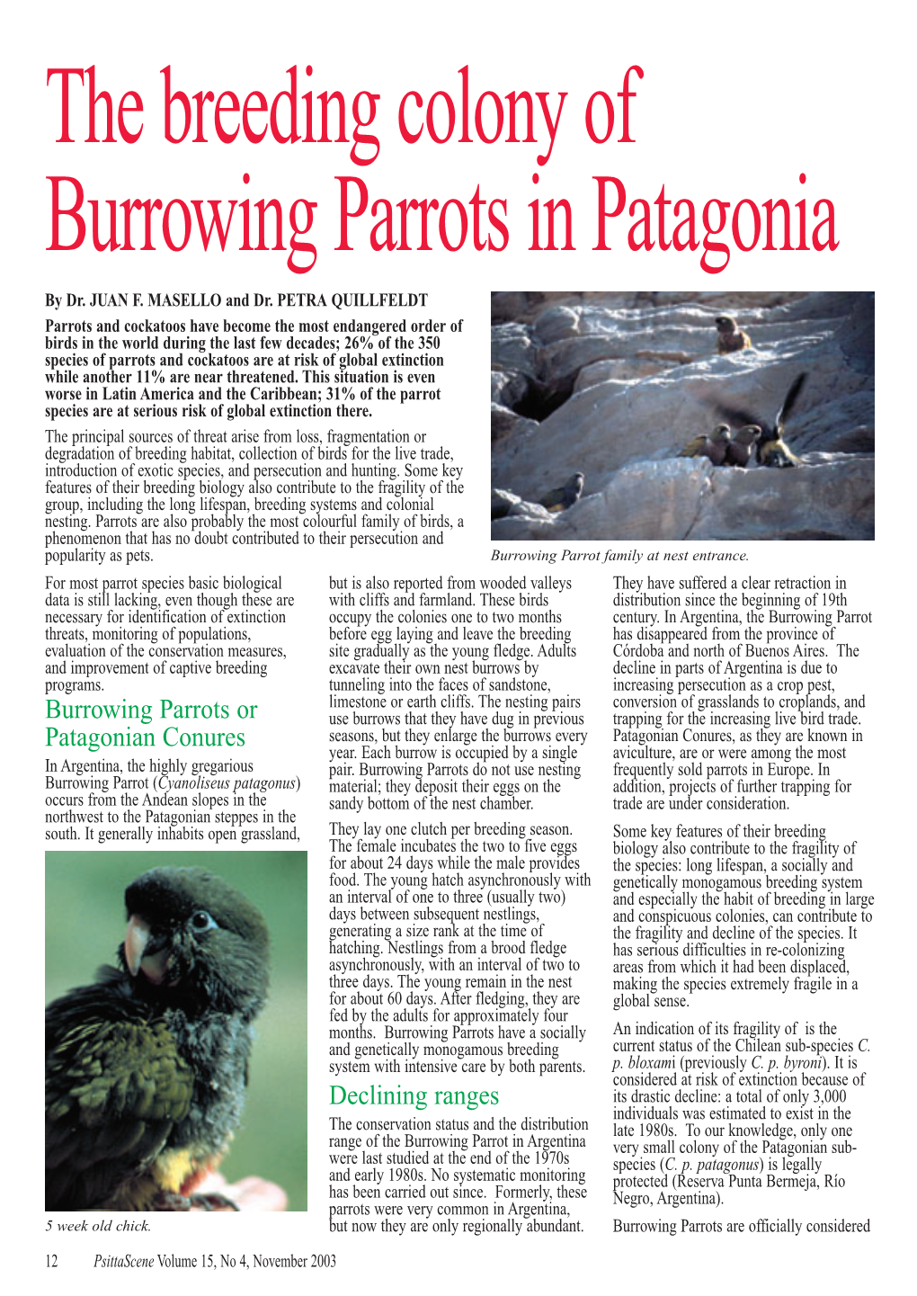 Burrowing Parrots Or Patagonian Conures Declining Ranges