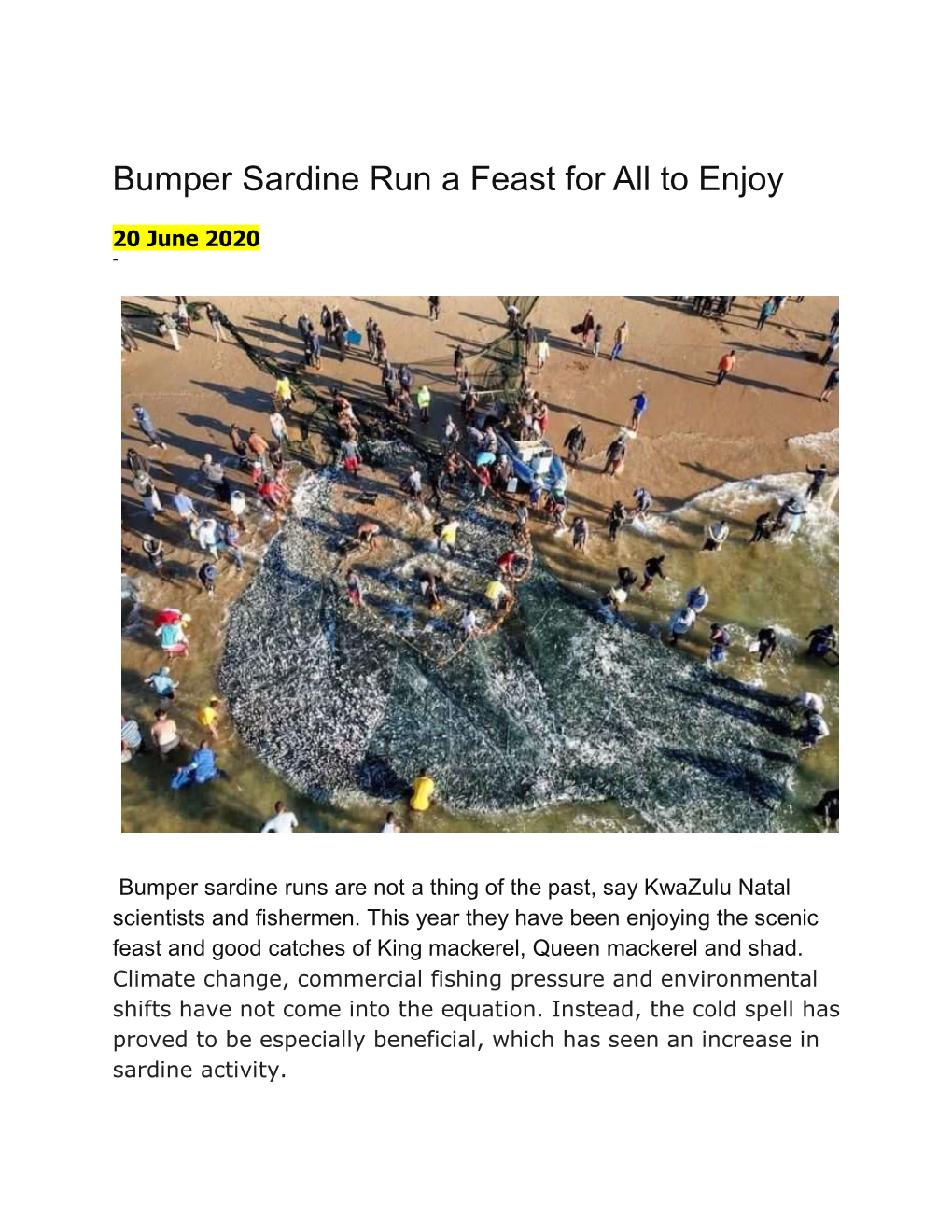 Bumper Sardine Run a Feast for All to Enjoy